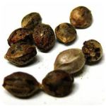 Семена марихуаны АК-47  (Seeds AK-47) в Назарово